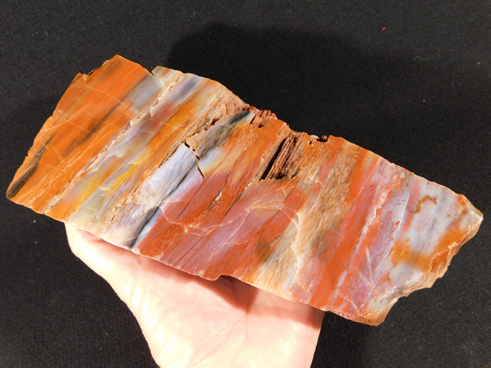 Big Free Standing Polished Deep RED Petrified RAINBOW WOOD Fossil Arizona 1791gr