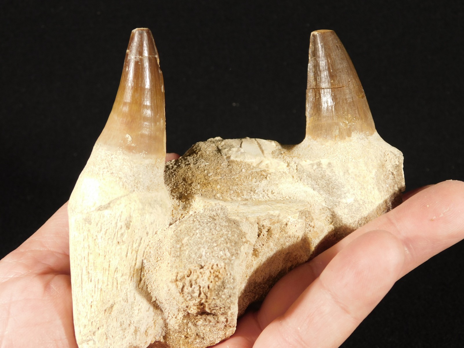Mosasaurus JAW Bone Fossil with TWO TOOTH Fossils and Stand Morocco 258gr