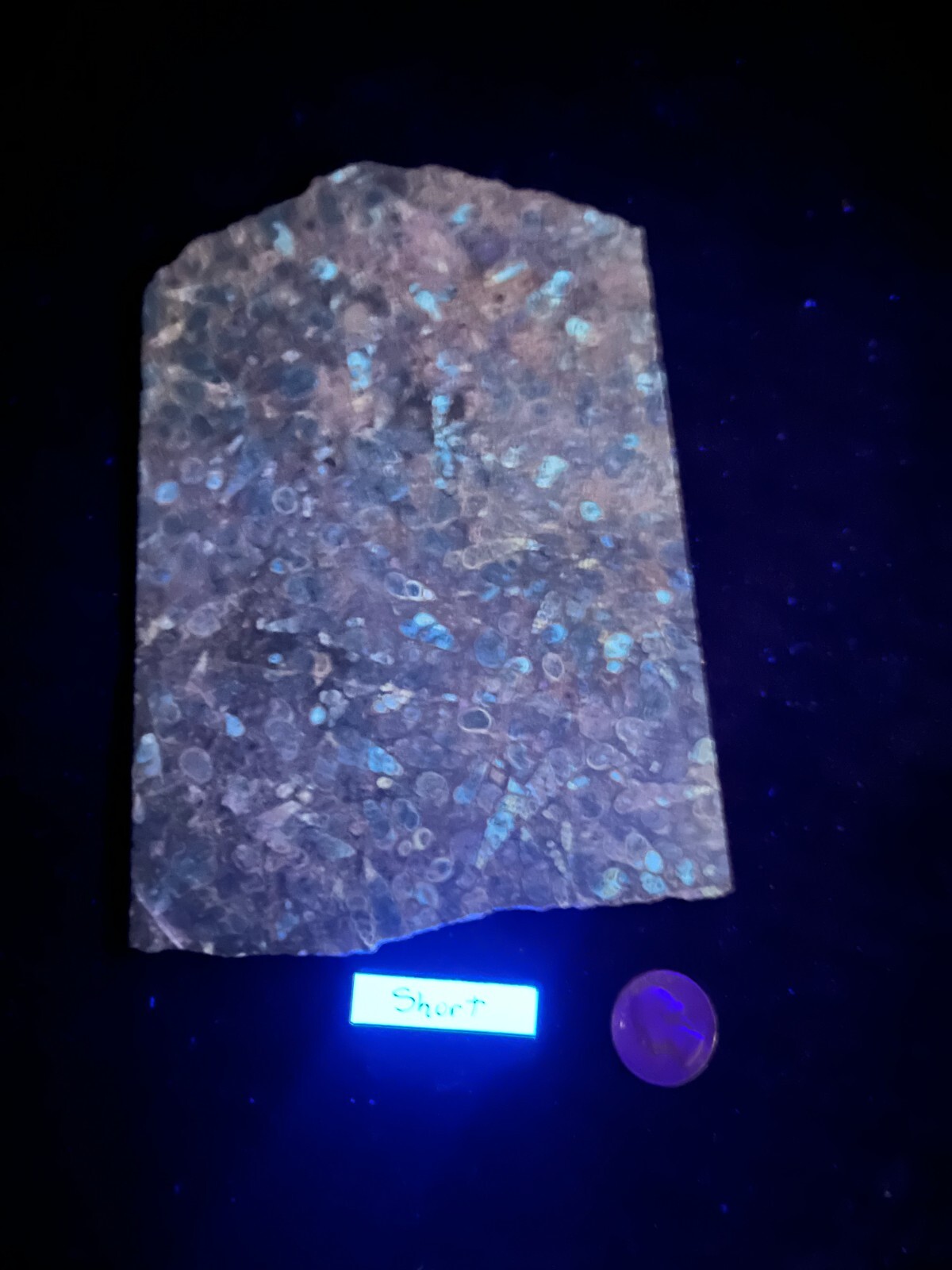 6-1/2″ x 5-1/8″ x 3/16″ Turritella Agate Display or Cabbing Fluorescent rough