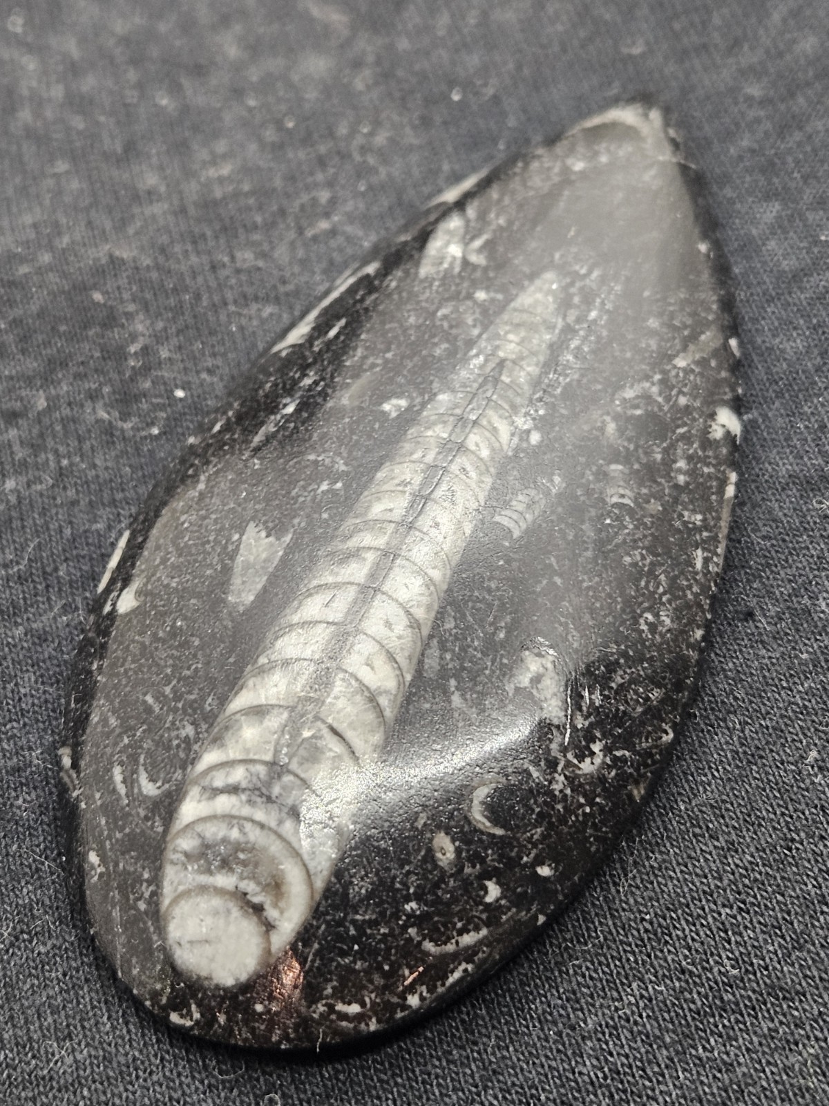 Polished Orthoceras Fossil Palm Stone – Morocco – Devonian Era Cephalopod