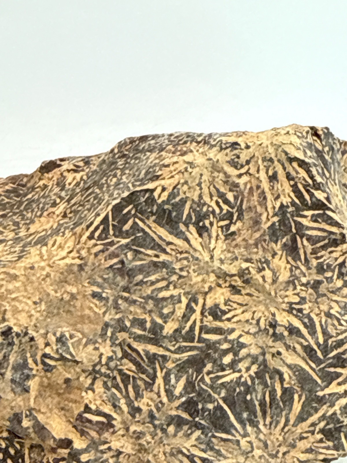 Beautiful Spider Jasper Chrysanthemum Specimen 430 Grams