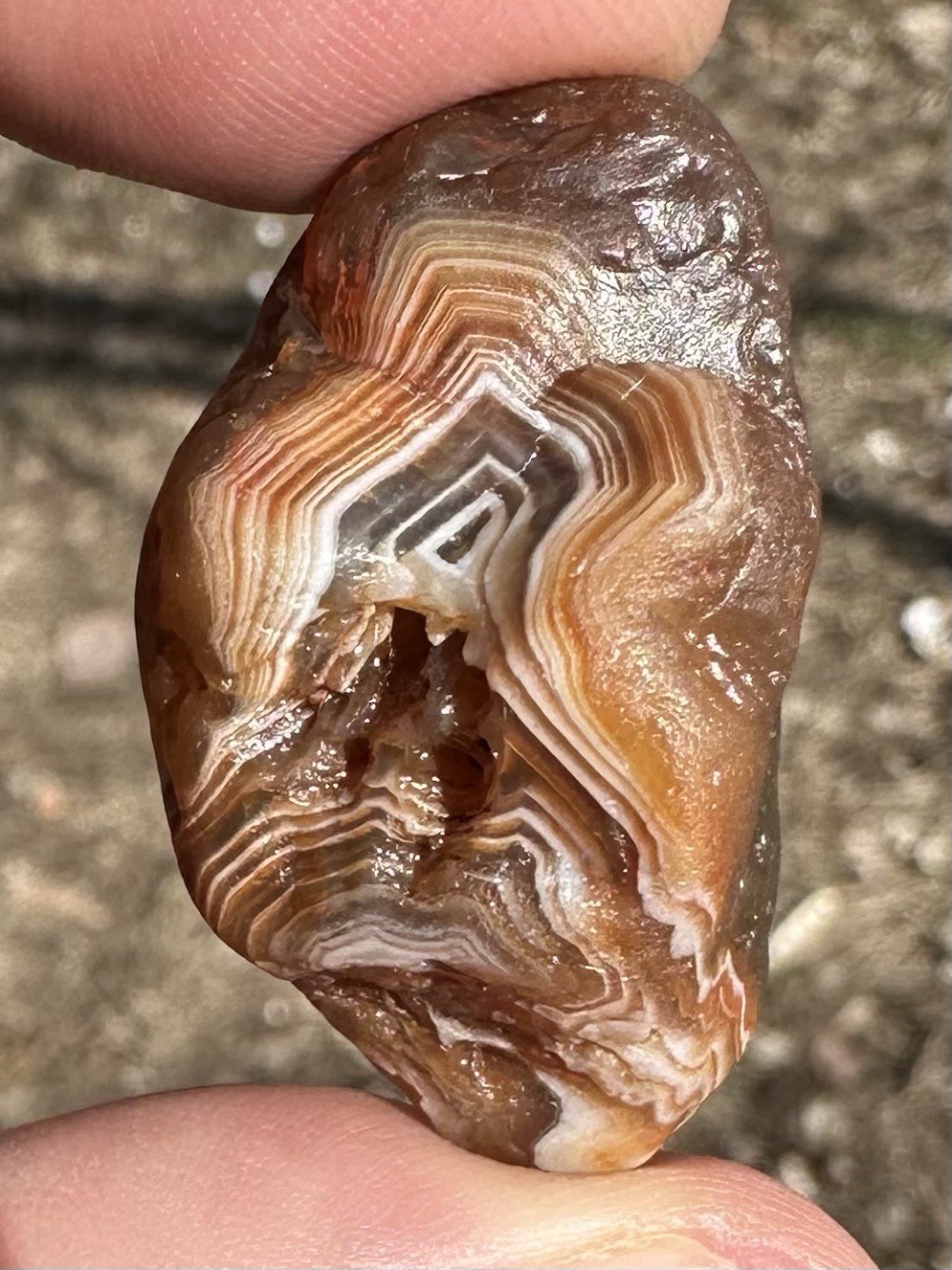 2.0oz Lake Superior Agate Bundle Of Natural Beauties!