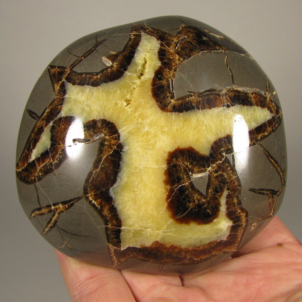 3.8″ SEPTARIAN Turtleback Polished Geode End Slab – Utah
