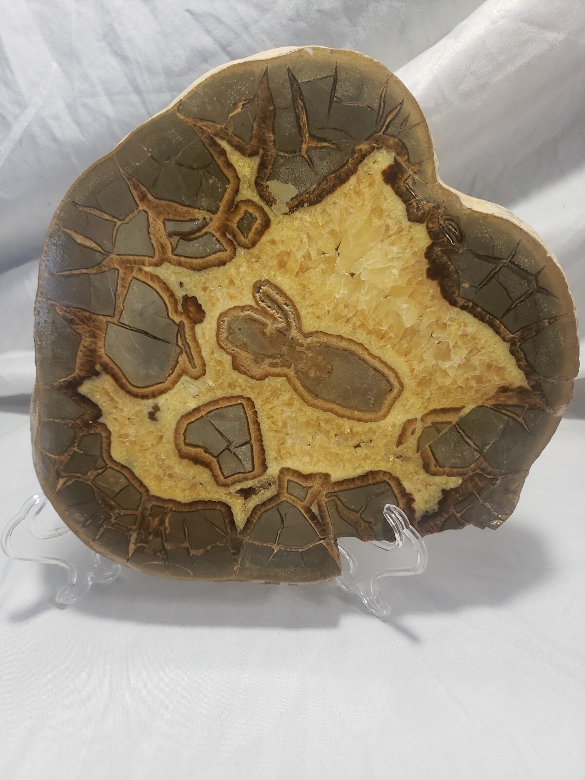 Large Septarian Nodule Specimen from Utah 10″x9″ 3 pounds 13 ounces (1708g)