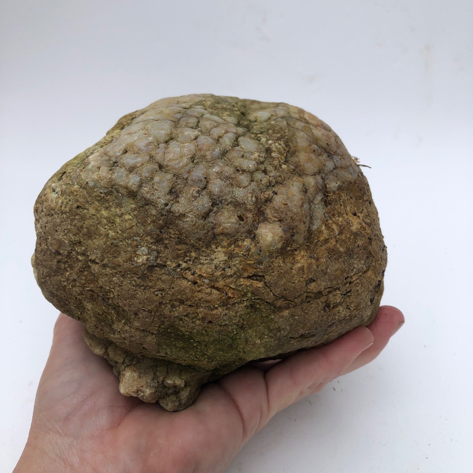 4 lb Unopened Kentucky Geode Rattler Break Your Own Hand Picked Natural Quartz