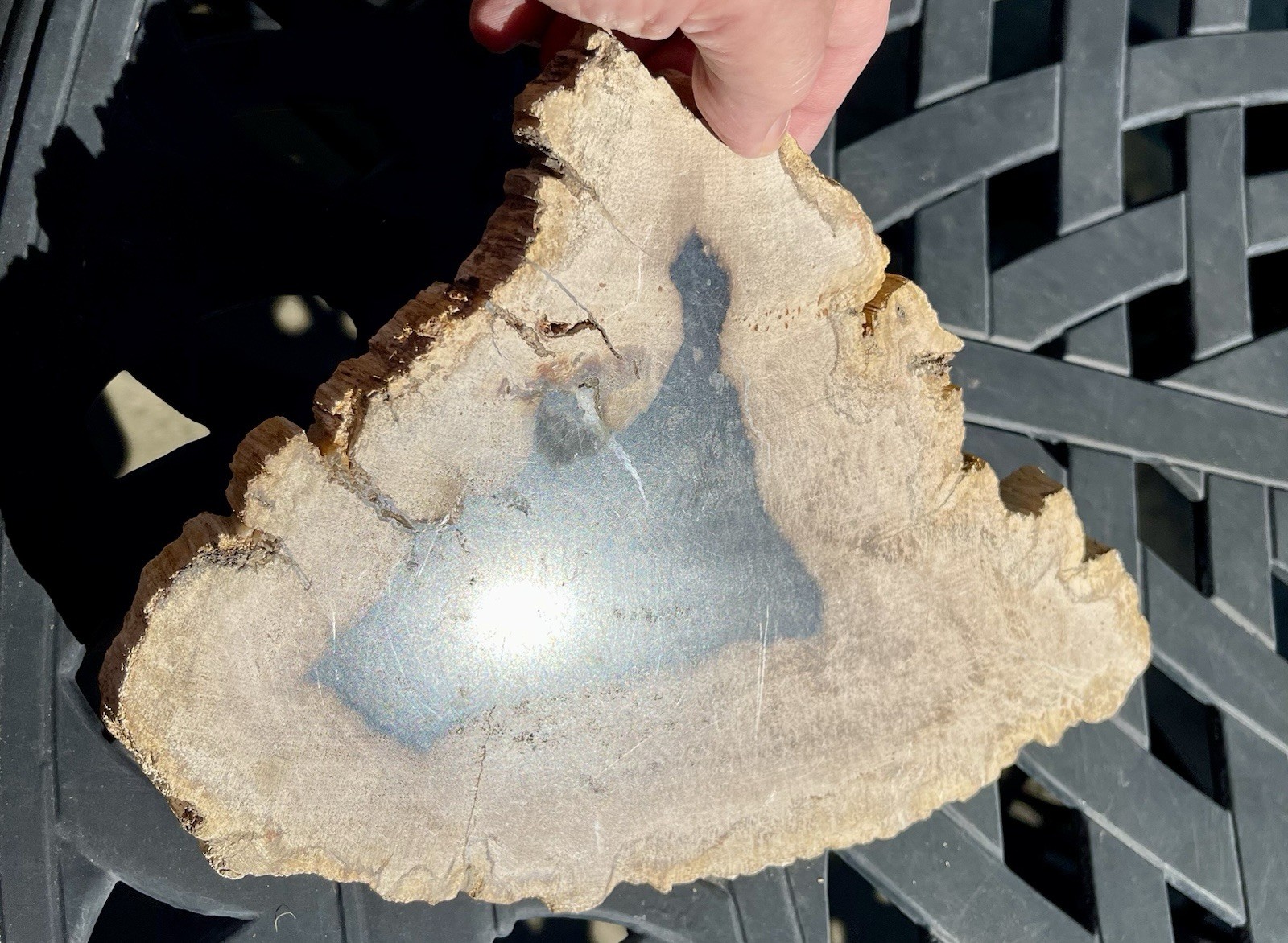 Petrified Wood From Madagascar Natural Fossils 9”11/64 x 7”7/32 x 45/64
