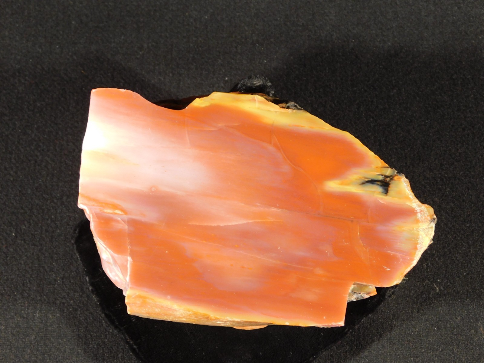 Larger! Red Purple Yellow Polished Petrified RAINBOW WOOD Fossil Arizona 959gr