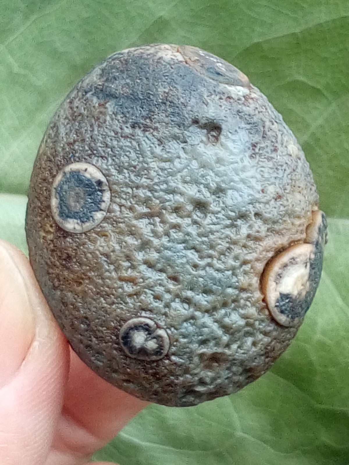 36mm Beautiful Natural GoBi agate eye agate stone collection
