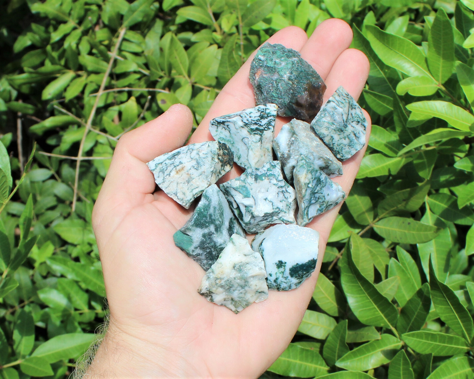5 lb HUGE Bulk Lot Natural Rough Tree Agate (Raw Crystal Rocks 11000+ Carats)