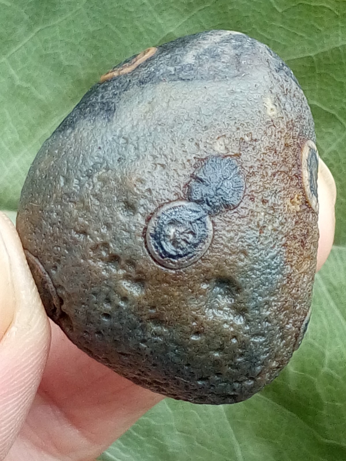 36mm Beautiful Natural GoBi agate eye agate stone collection