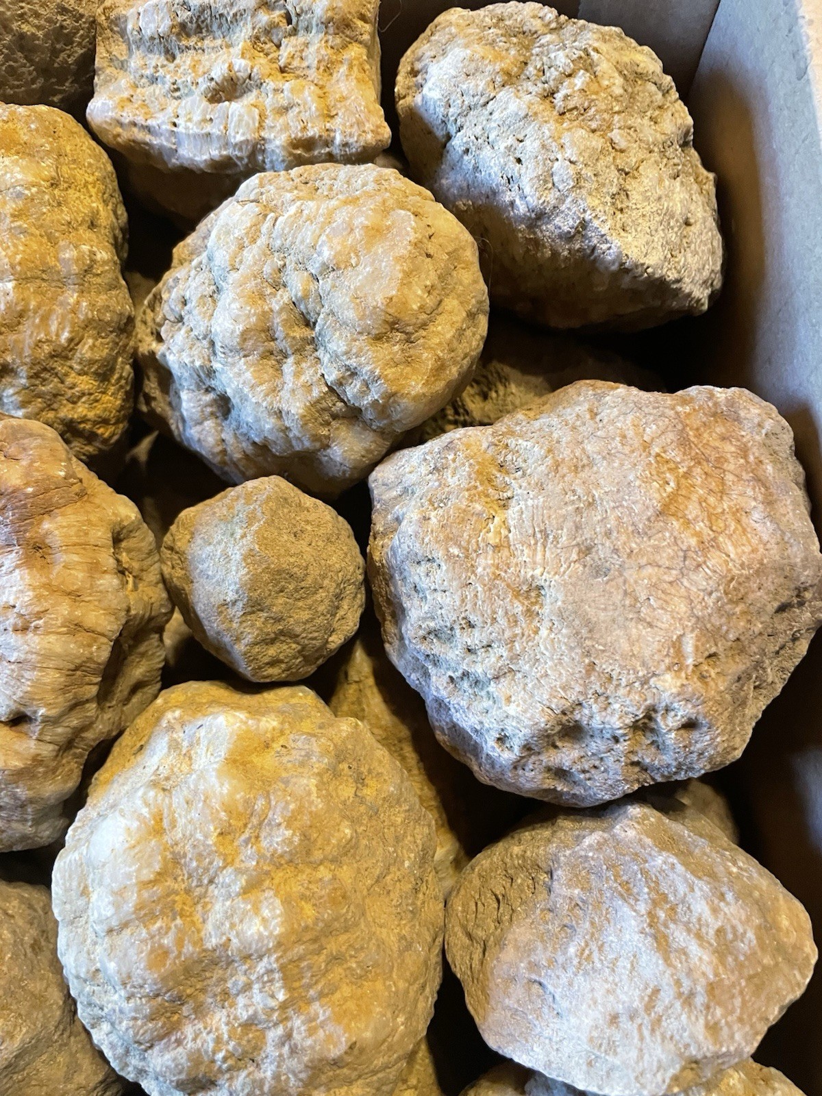 BOX OF KENTUCKY GEODES:37-2” TO 3 1/2” LAPIDARY!
