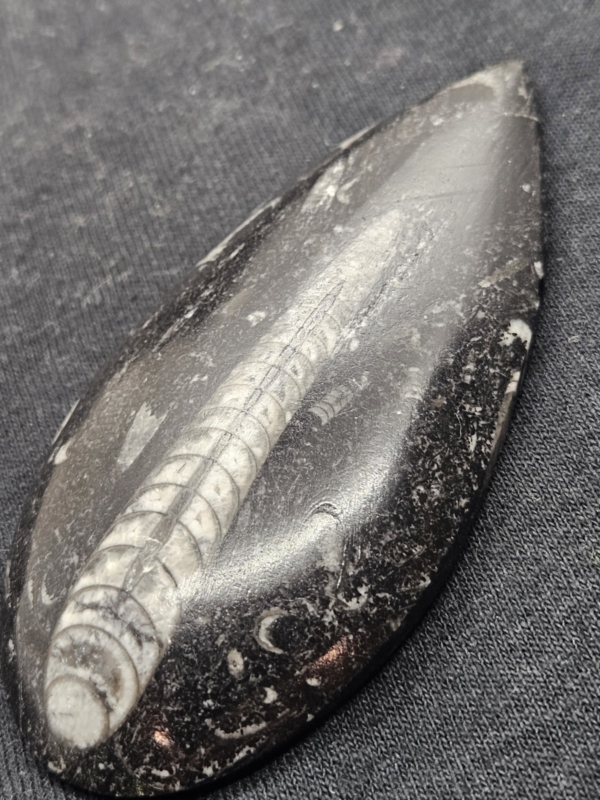 Polished Orthoceras Fossil Palm Stone – Morocco – Devonian Era Cephalopod