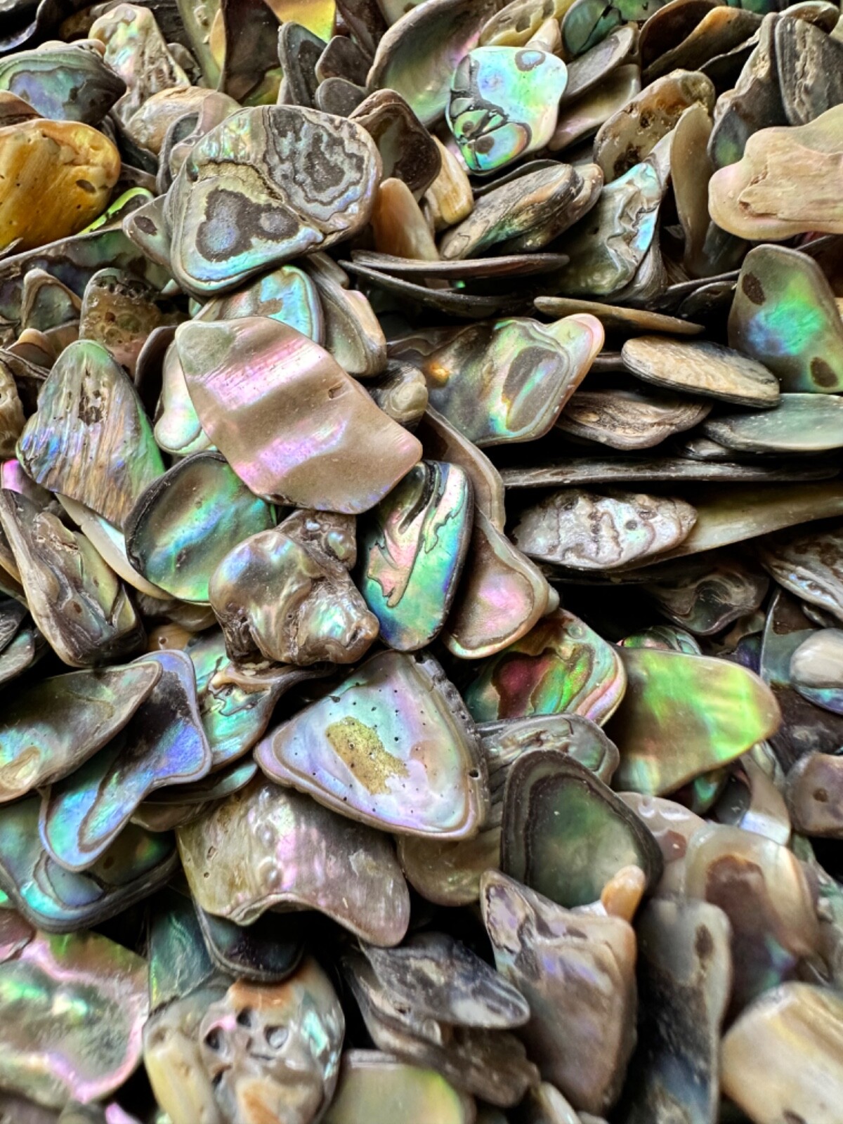 1/2LB Abalone PAUA Shells XS 1/8”-1/2” Reiki Healing Seashells Sorted