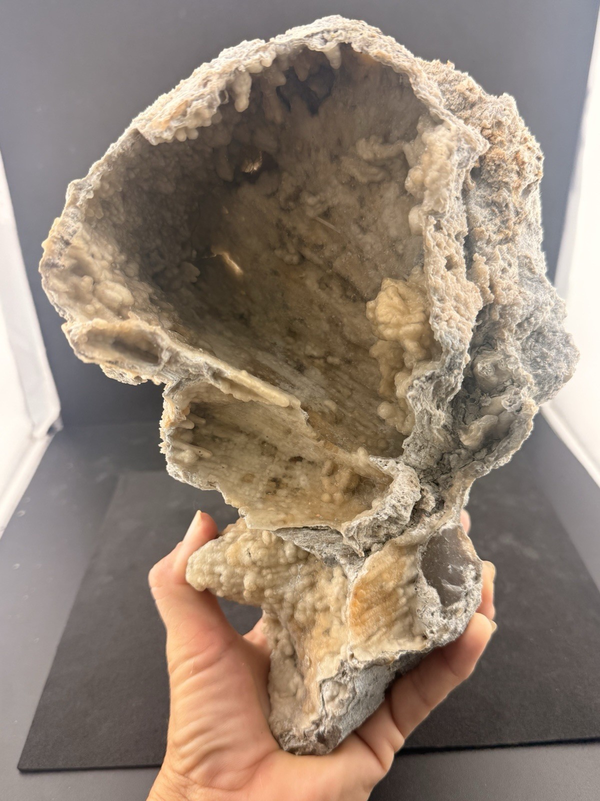 Large Natural Self Collected Florida Advertised Coral Natural Specimen