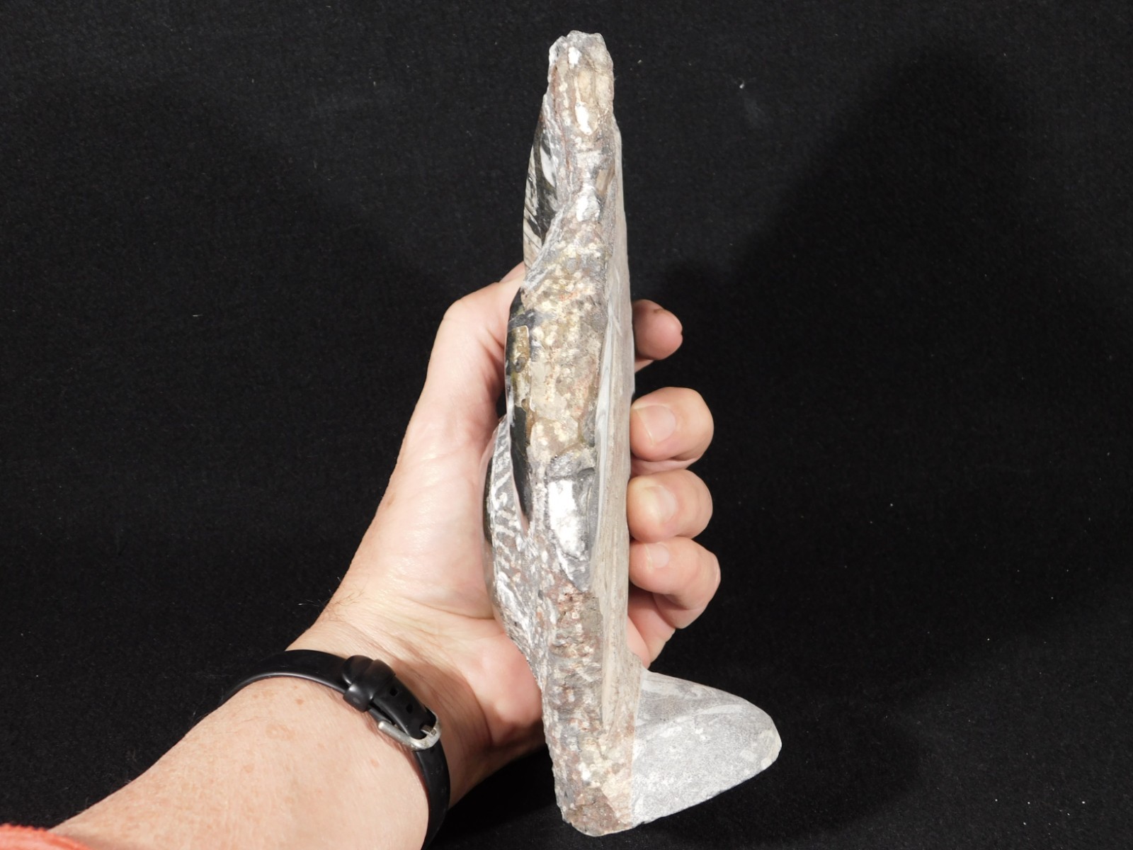 TWO! Polished Goniatite Fossils and an Orthoceras Fossil in Big Matrix 1441gr