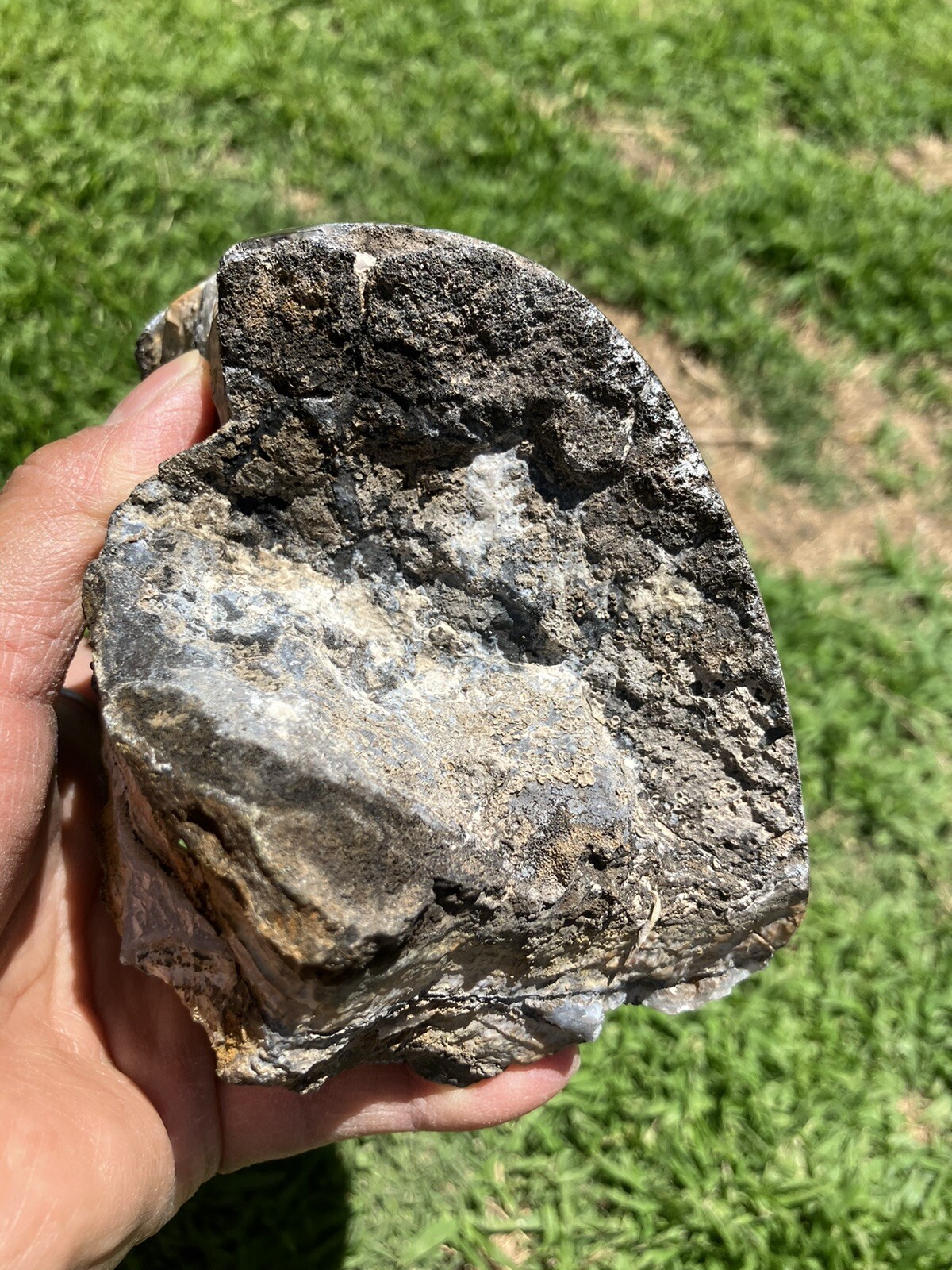 Black And Gold Agate Specimen (NM)