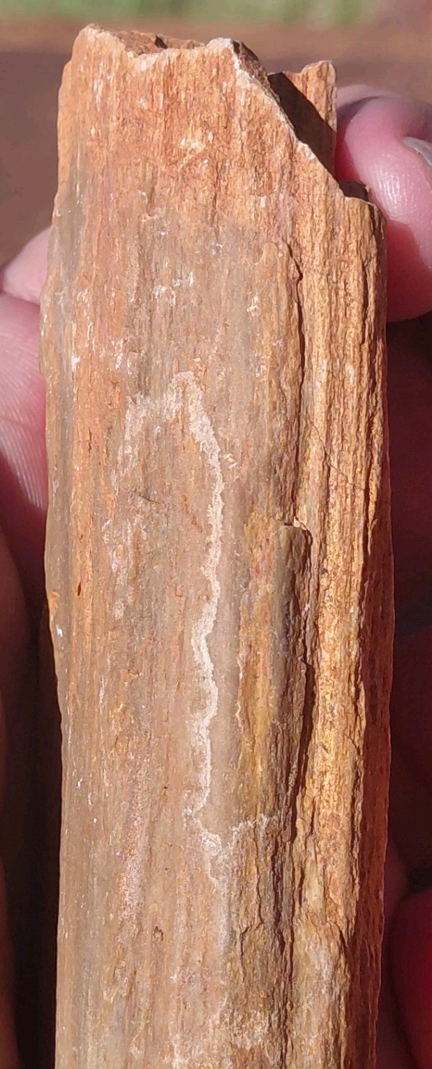Petrified Wood Fossilized Branch W Bark Druzy Quartz-Hurricane Utah 3 1/4″×1 1/4