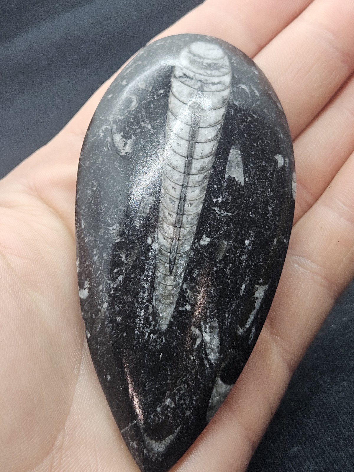 Polished Orthoceras Fossil Palm Stone – Morocco – Devonian Era Cephalopod