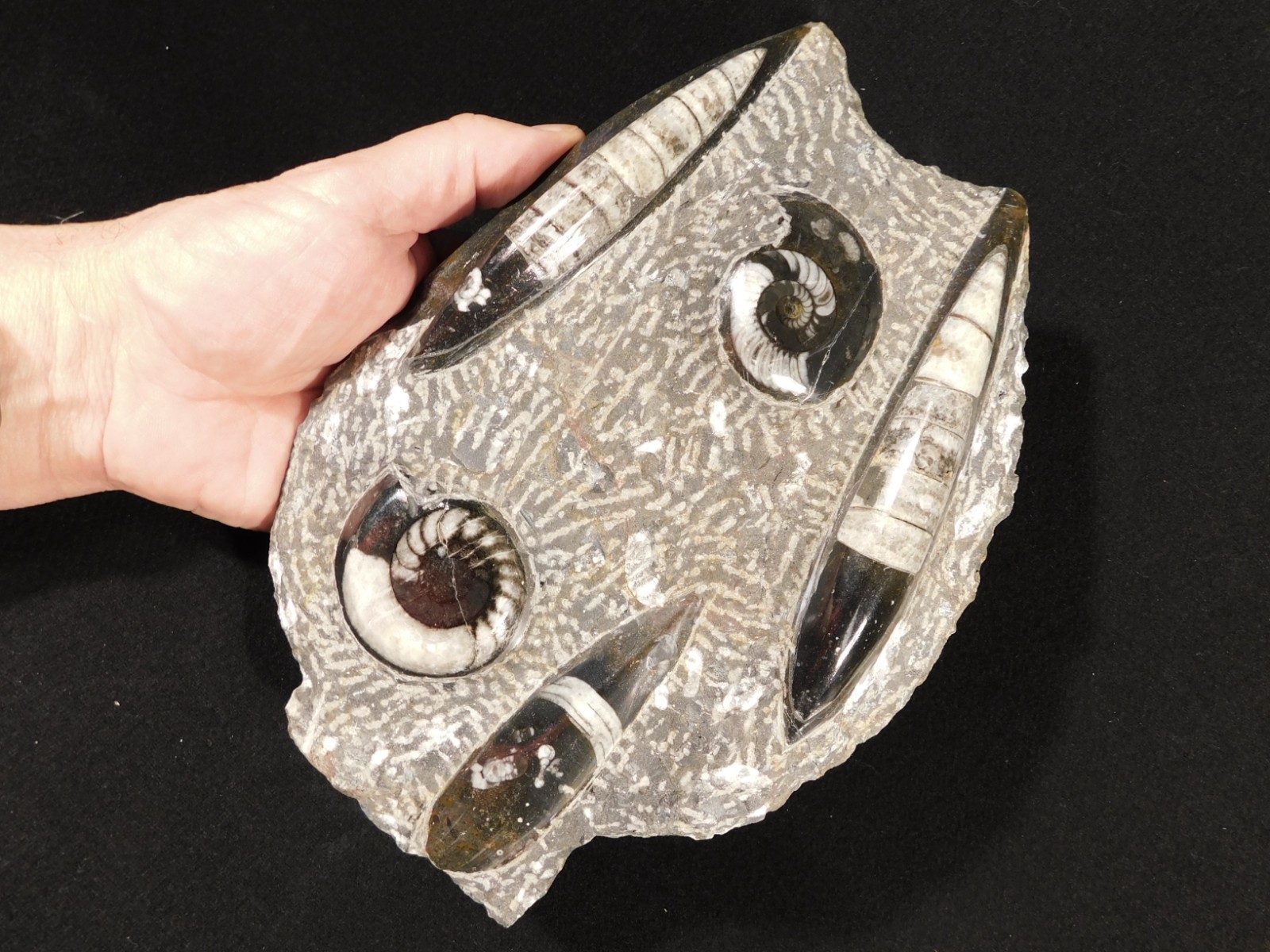 Polished Goniatite and Orthoceras Fossils in Big FREE Standing Matrix! 1686gr