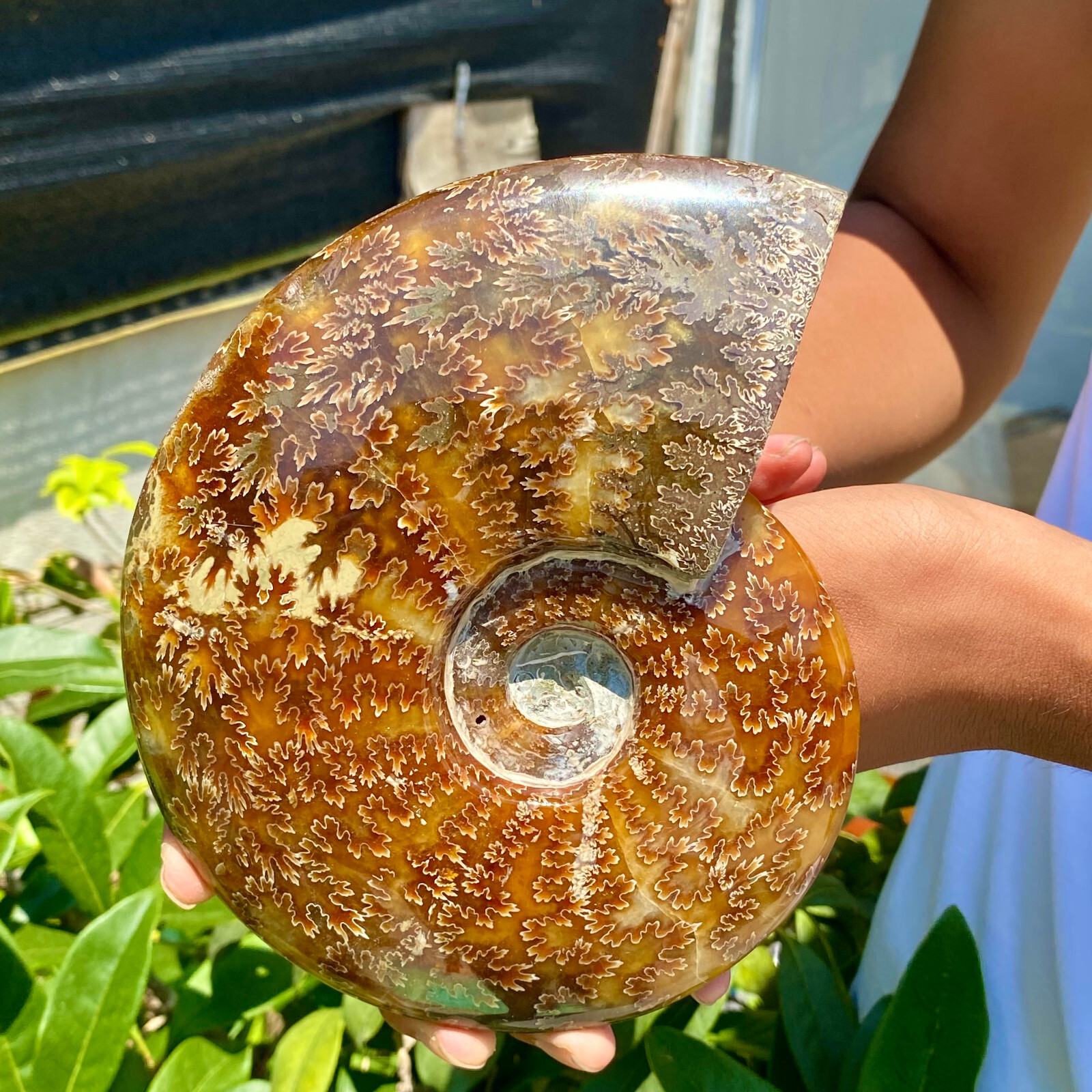 2.51LB Precious ammonite fossil shell specimen opaque yoga meditation energy