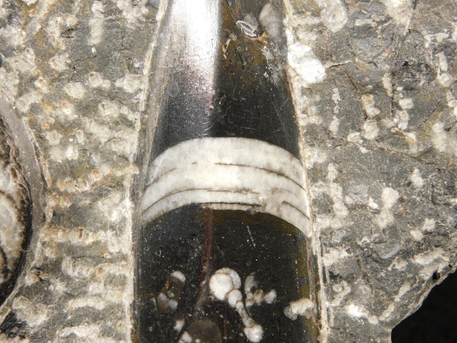 Polished Goniatite and Orthoceras Fossils in Big FREE Standing Matrix! 1686gr
