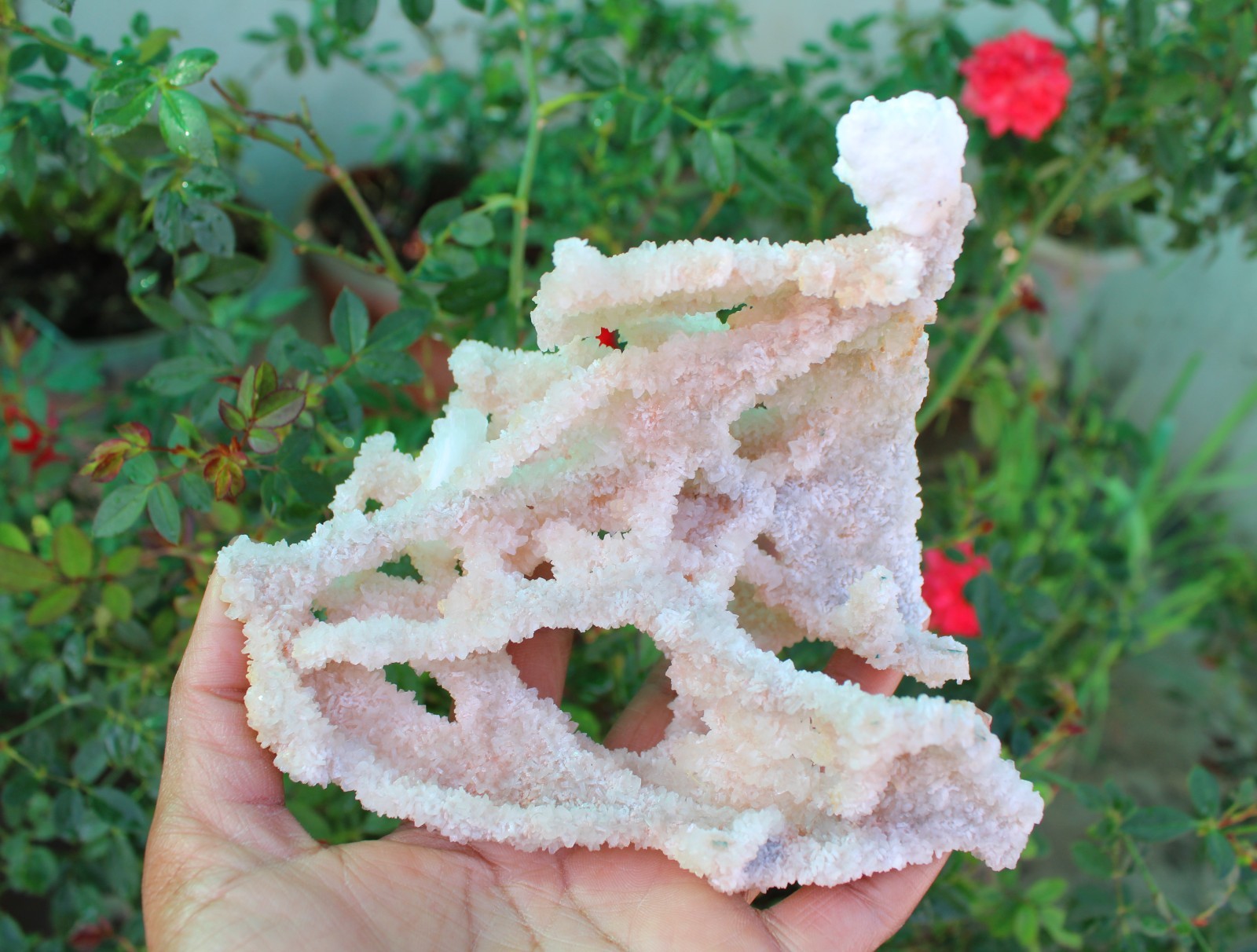Apophyllite Crystals With Chalcedony Coral Minerals Specimen #A9