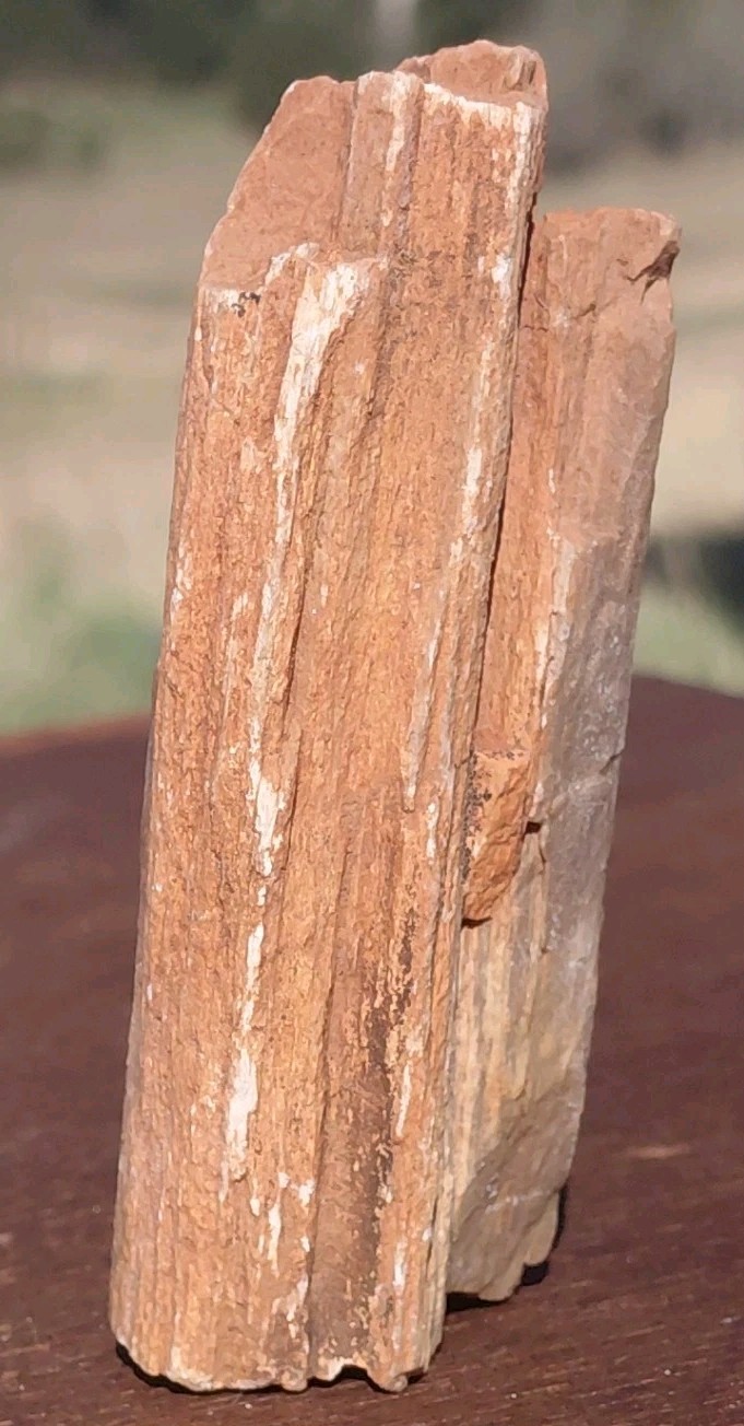 Petrified Wood Fossilized Branch W Bark Druzy Quartz-Hurricane Utah 3 1/4″×1 1/4