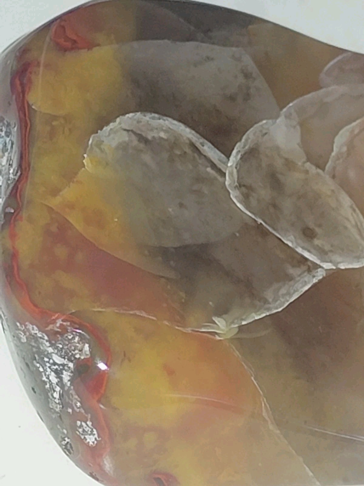 Polished Yellow Cat UV+ Agatized Petrified Wood Limb Cast Mineralization @ Depth