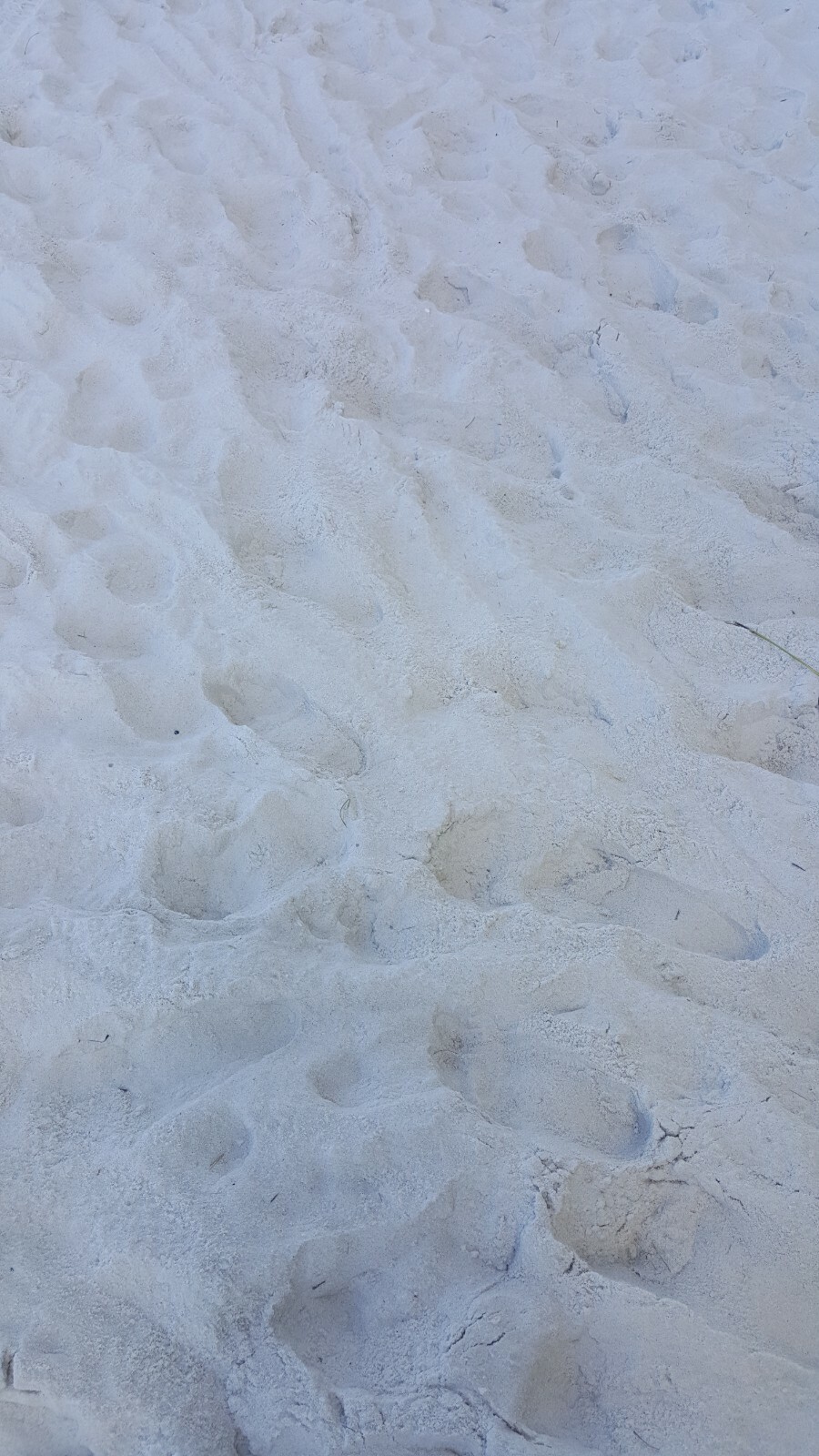 PANAMA CITY BEACH ~ PANAMA CITY, FLORIDA ~10 oz BEACH SAND SAMPLE