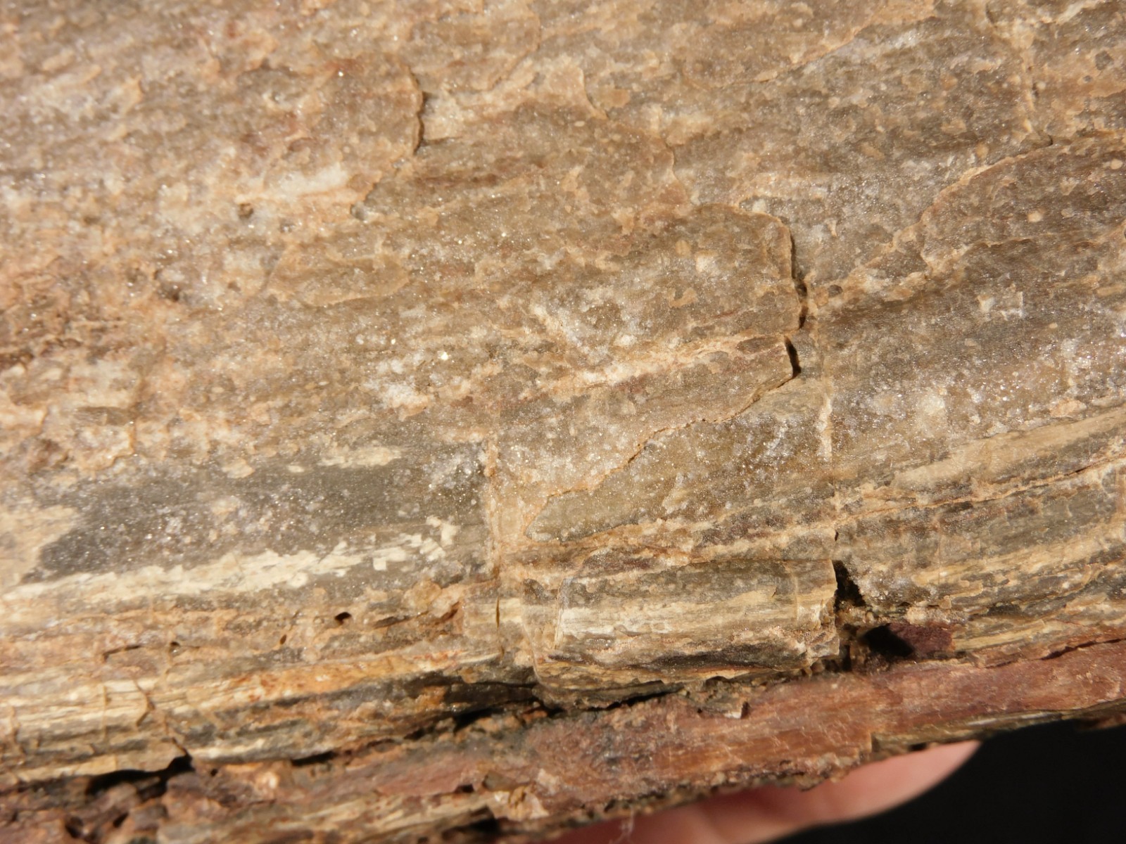 Well Defined BARK! Big 100% Natural Petrified Wood Fossil Jurassic Utah 1740gr