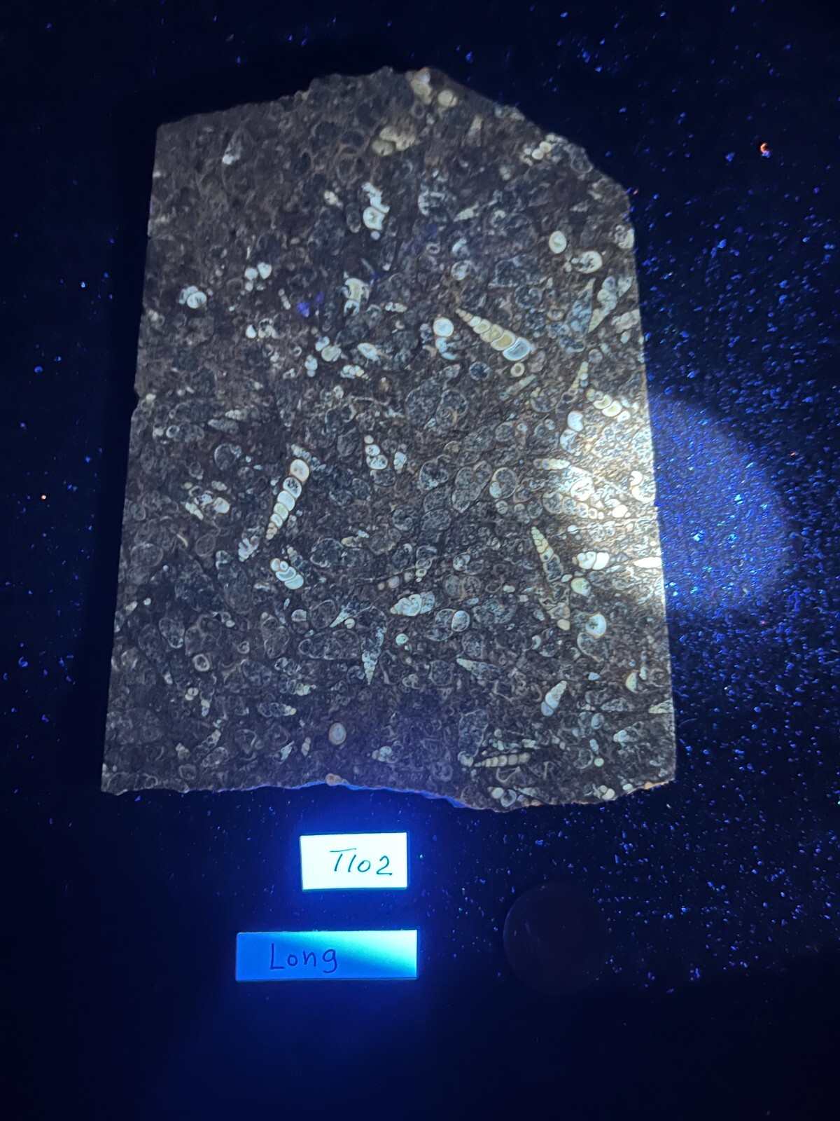 6-1/2″ x 5-1/8″ x 3/16″ Turritella Agate Display or Cabbing Fluorescent rough