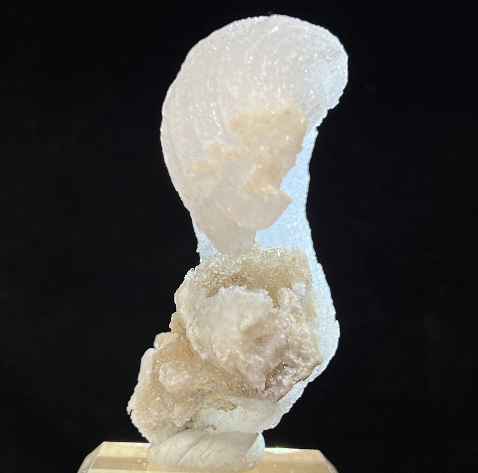 76mm ‘Ram’s Horn’ shape Selenite (Gypsum), Natural Mineral Specimen