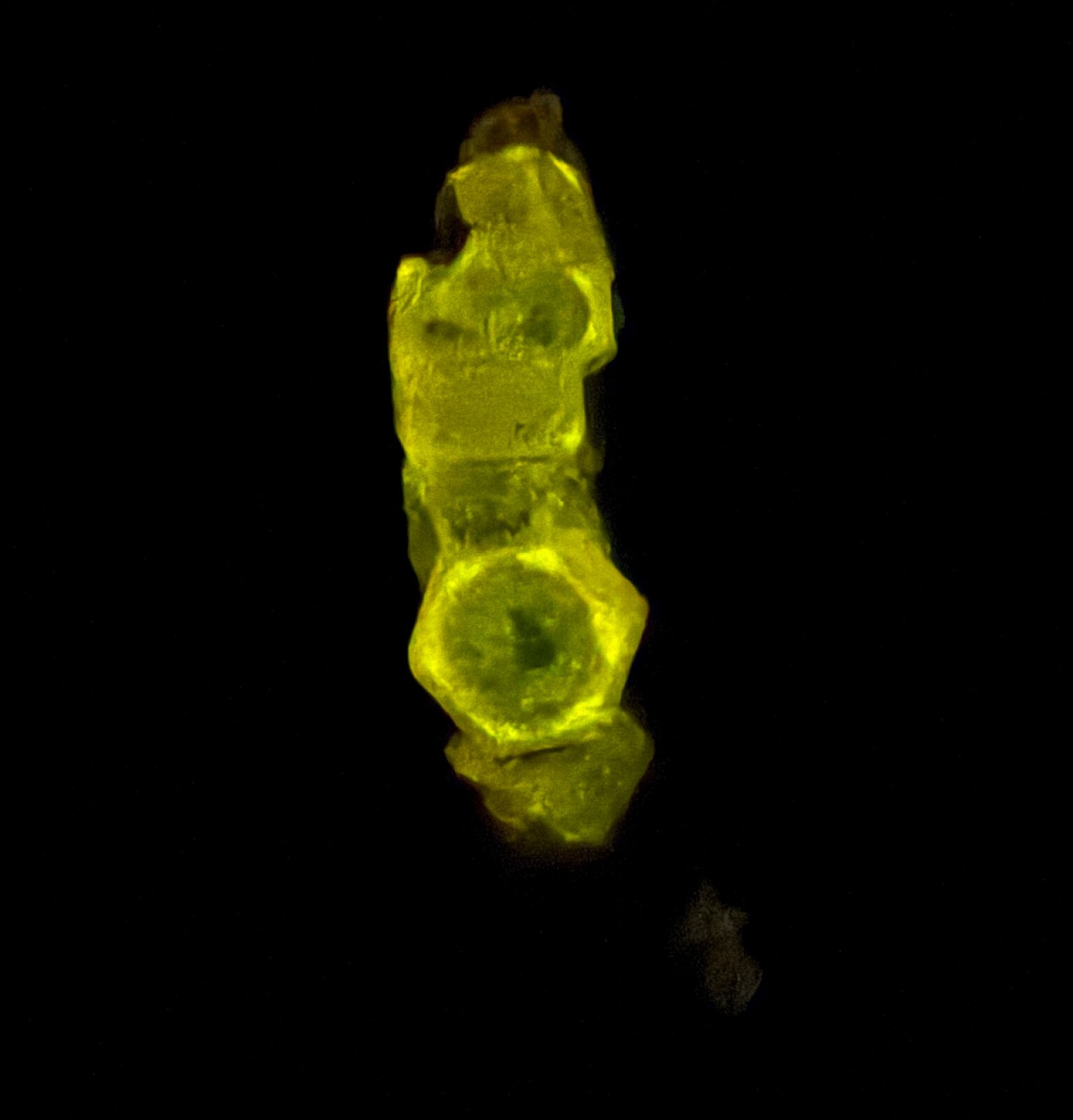 55 Carats Full Terminated Fluorescent Phosphore Apatite Crystals Bunch On Matrix