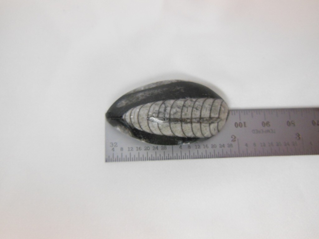 Orthoceras Fossil / Morocco / Polished / Nice Detail