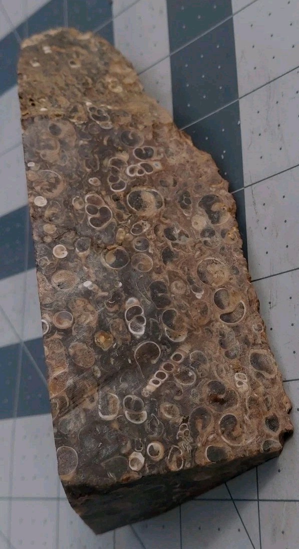 1 lb Turritella Agate Cross Section Snail Fossils Slabbed 4 Sides 5 3/4″ Wyoming
