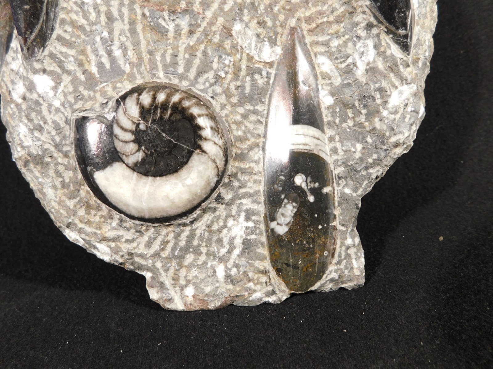 Polished Goniatite and Orthoceras Fossils in Big FREE Standing Matrix! 1686gr