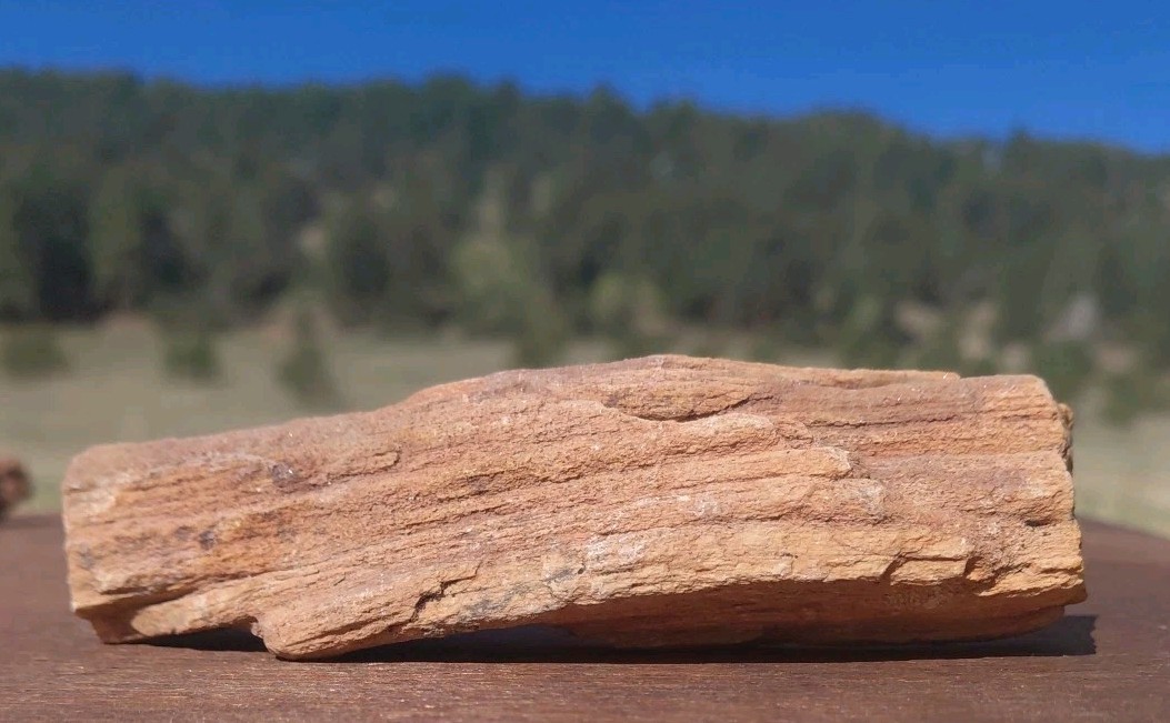 Petrified Wood Fossilized Twisted Branch Bark Druzy Quartz 1/4Lb – 4 1/2″×1 1/4″