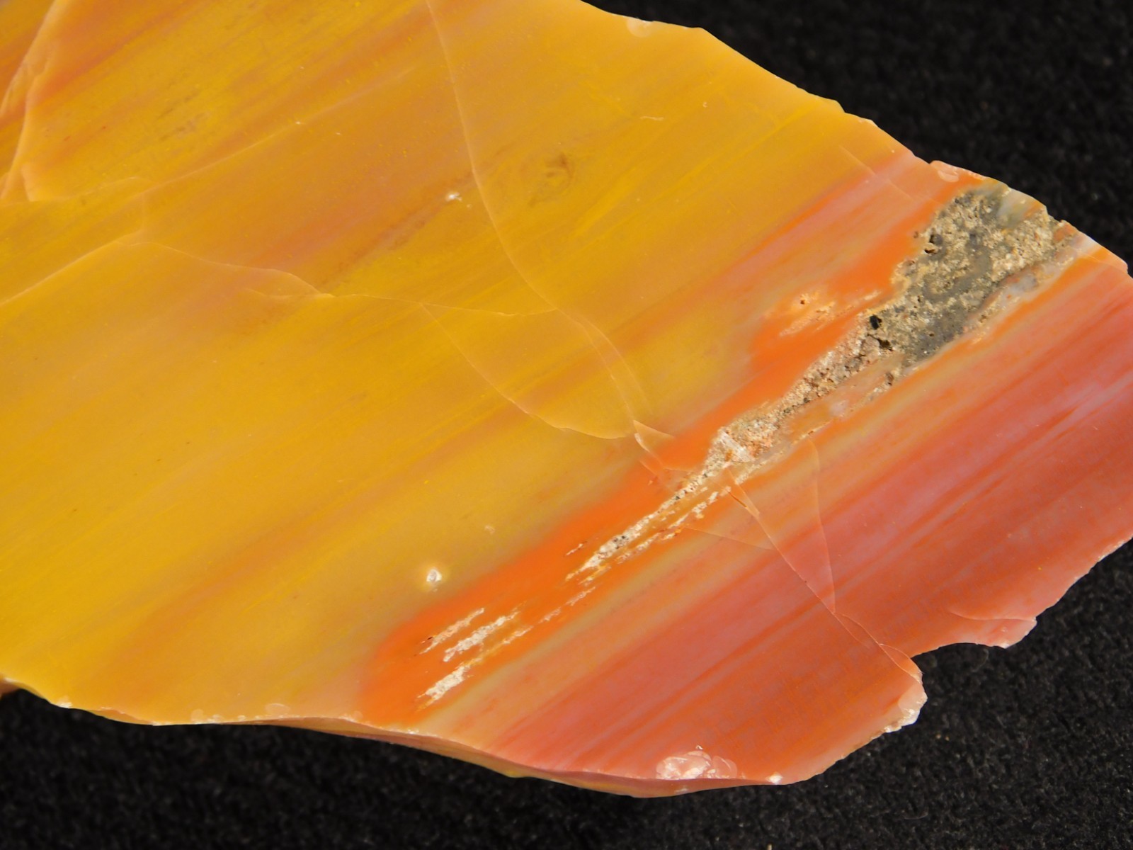 Polished Deep Yellow/RED Petrified RAINBOW WOOD Fossil End Cut Arizona 309gr