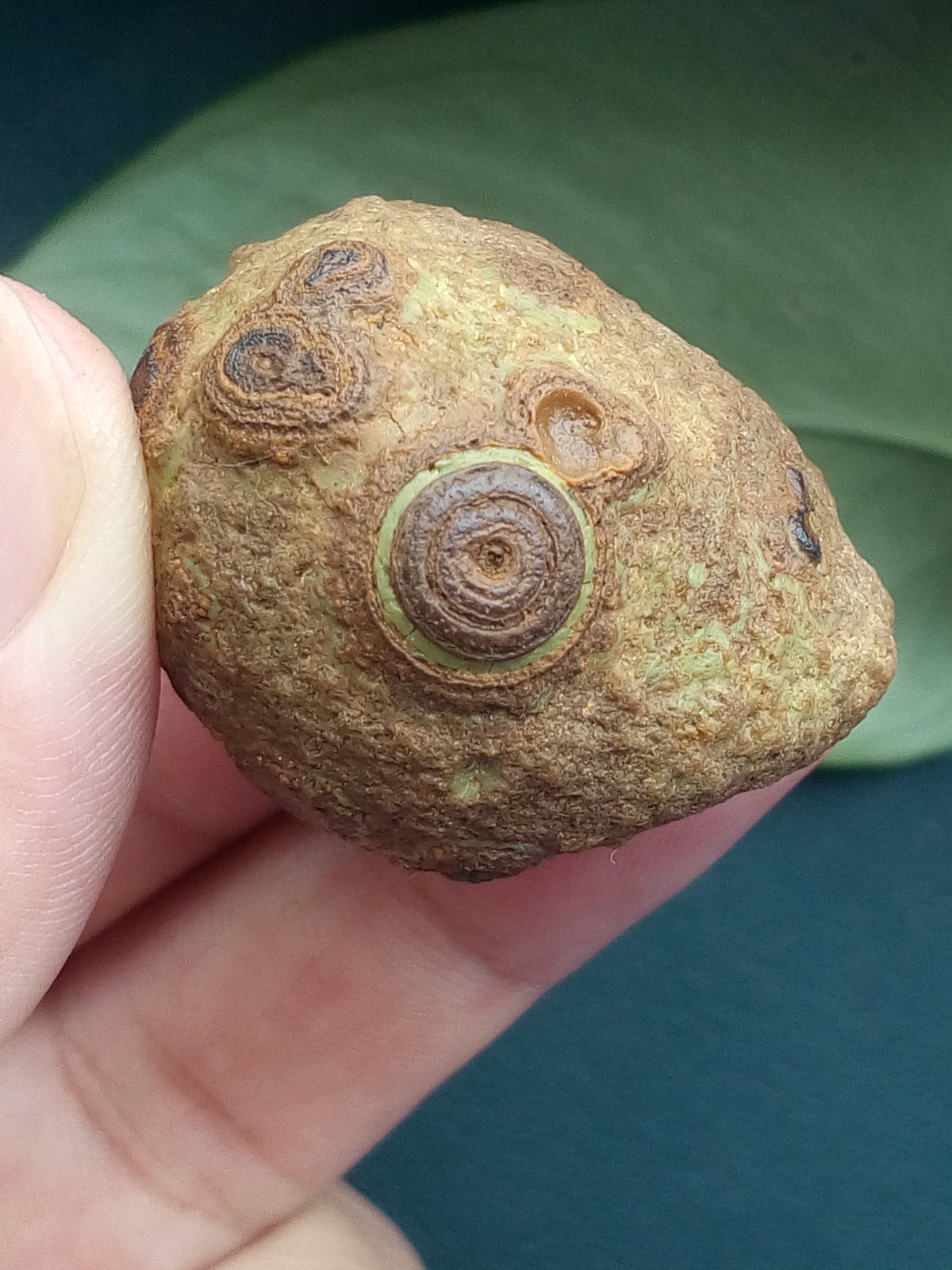 36mm/40g Natural Gobi agate eye agate stone collection