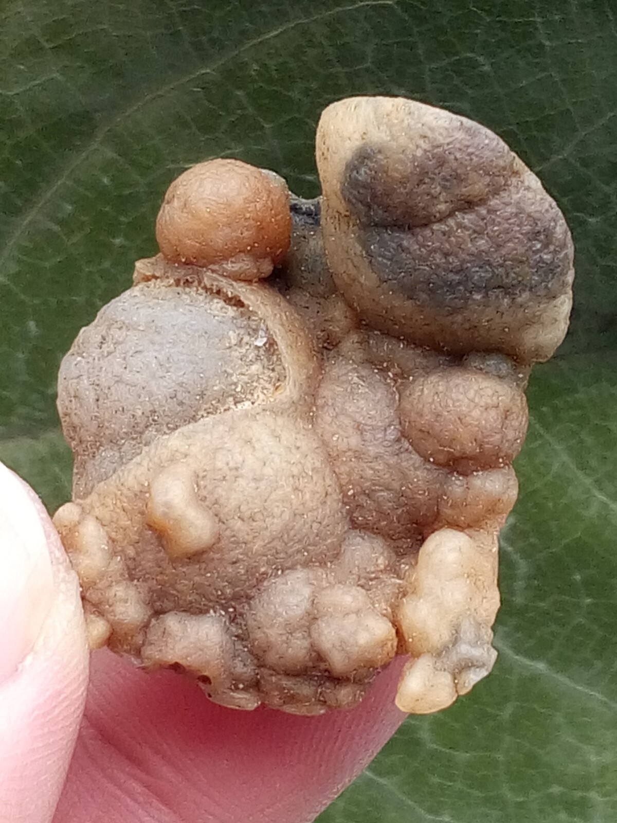 36mm Natural Gobi agate eye agate stone Suiseki-viewing collection china