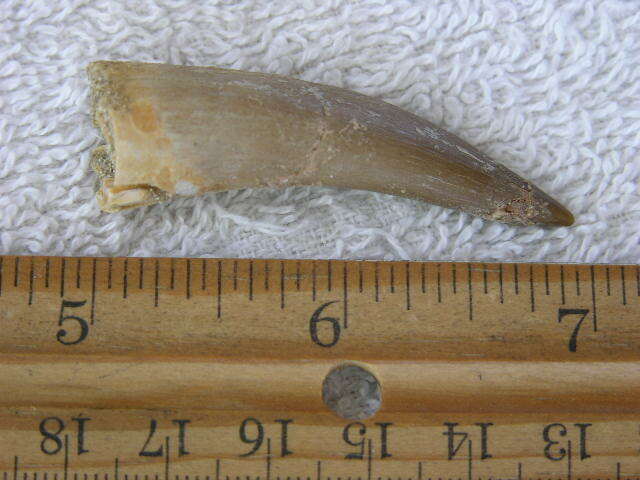 Dinosaur fossil tooth Pliosaurus Jurassic Marine reptile RARE 1.5-2.5 inch DX67