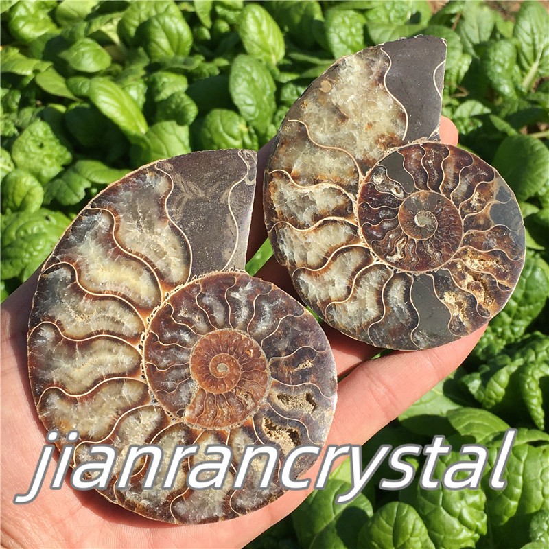 Natural ammonite fossil conch Crystal specimen healing+stand 1PC 200g+