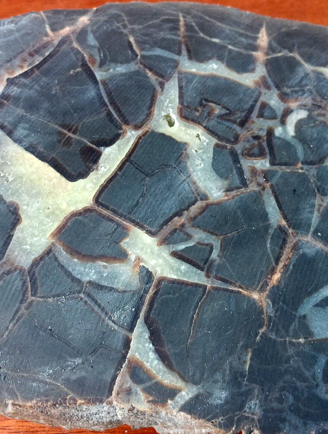 Septarian Nodule UV Reactive End Cut Display Crystal Specimen Glows Purple