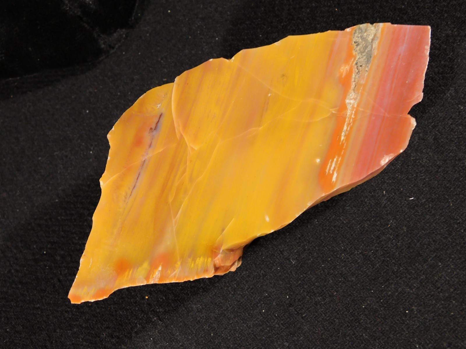 Polished Deep Yellow/RED Petrified RAINBOW WOOD Fossil End Cut Arizona 309gr