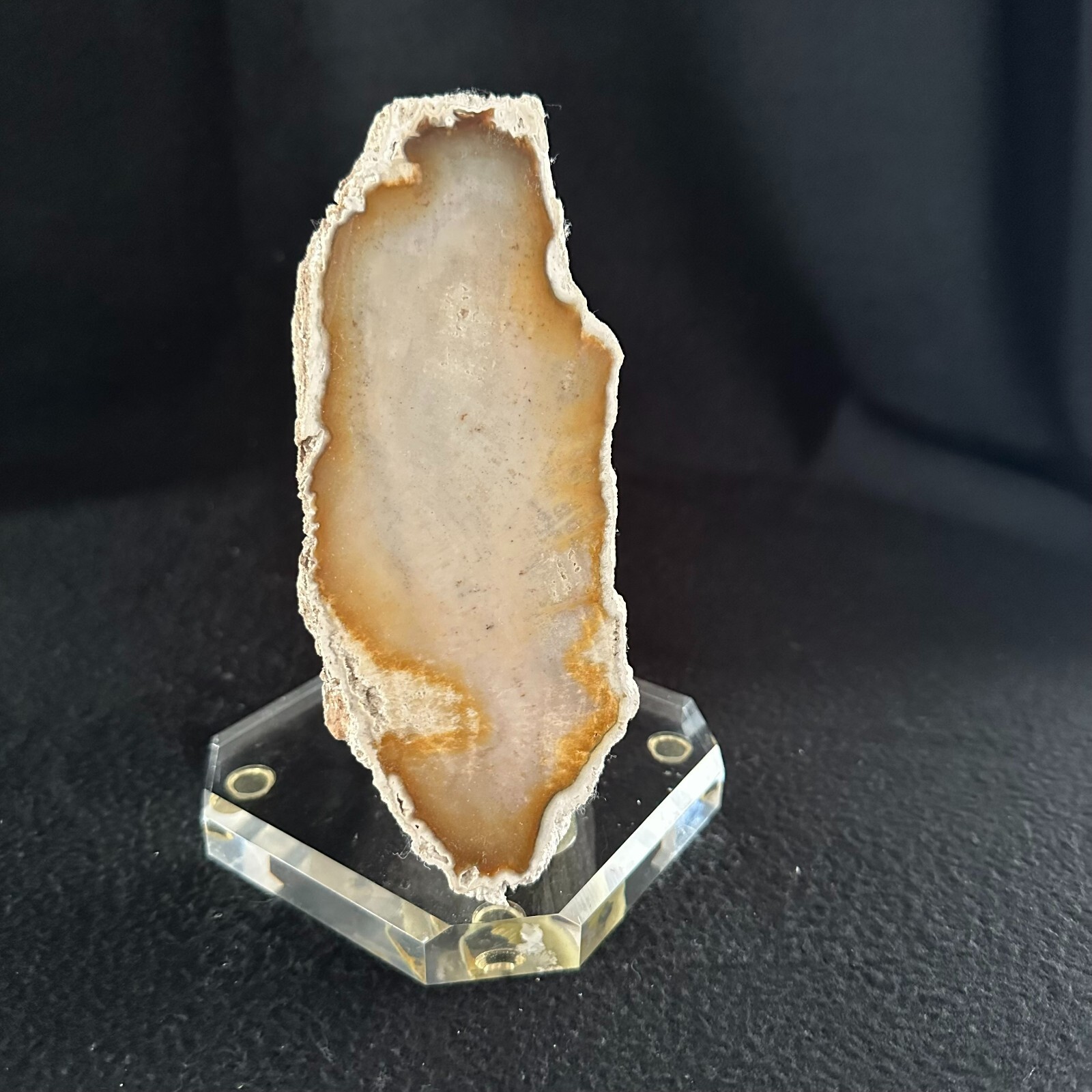 Agatized Fossilized Coral 7 inch Florida Fossil Polished on Lucite Base