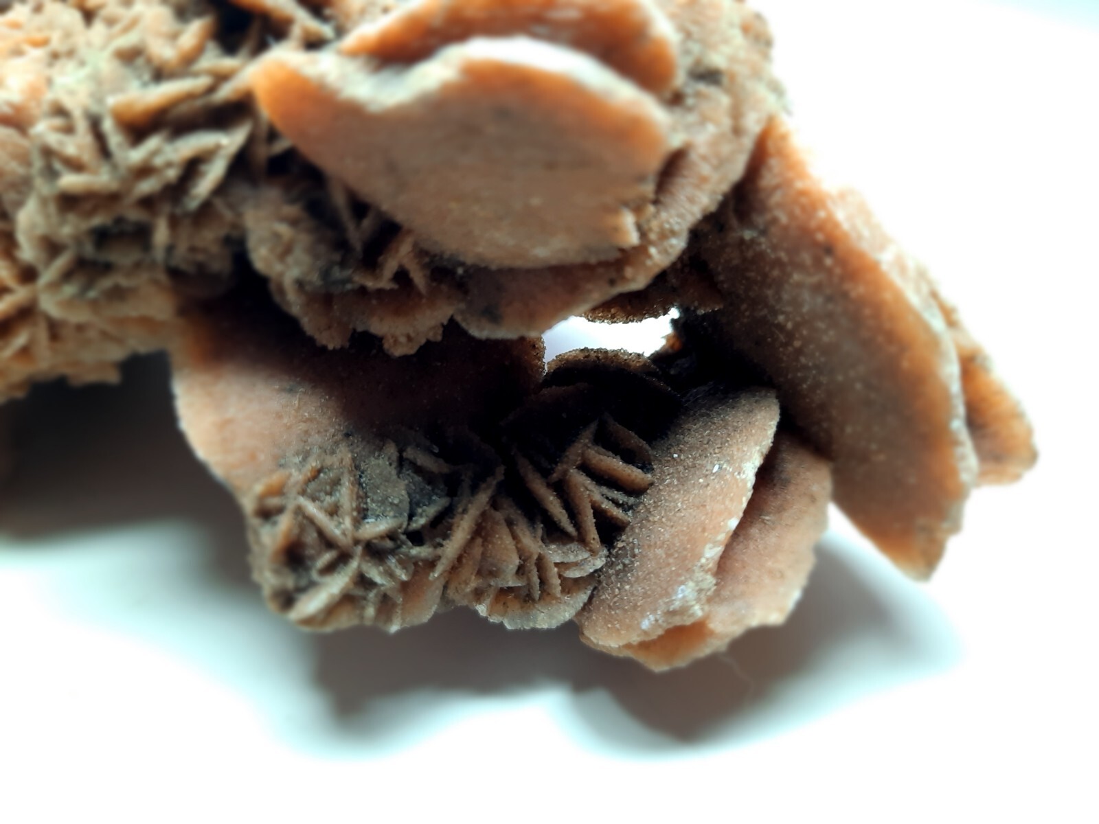 LARGE DESERT ROSE GYPSUM 6 1/4 x 3 1/2 x 2 1/4 Rock Mineral Crystal Stone
