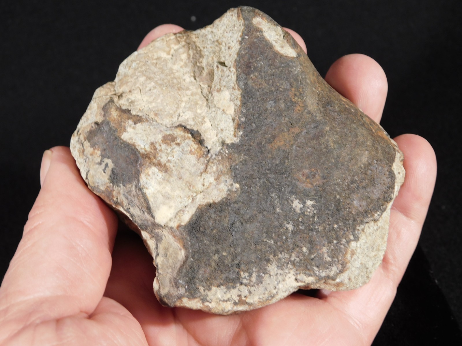 Larger! CLASSIFIED NWA 8245 METEORITE with Dark Fusion Crust Erfoud, Morocco 471