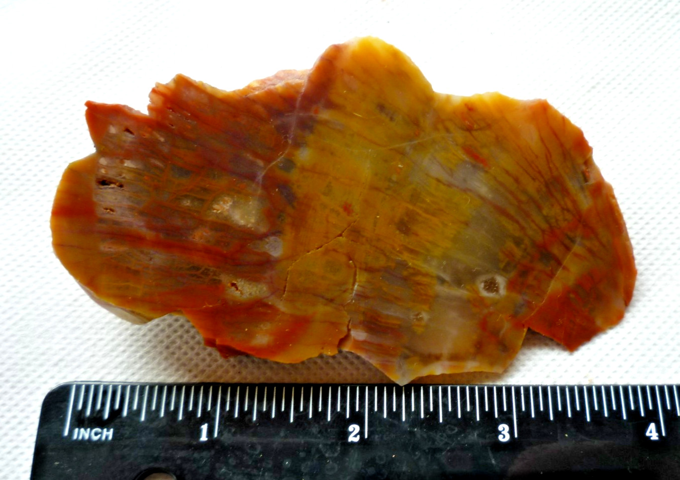Arizona Rainbow Petrified Wood Agatized 1 Rutilated slab 140 grams Exceptional!